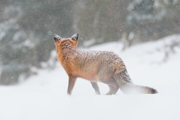 Red fox in the snowy world with freshly fallen snow. 
Photographed in the dunes of the Netherlands.