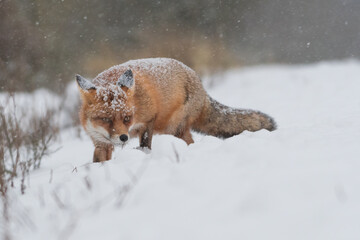 Red fox in the snowy world with freshly fallen snow. 
Photographed in the dunes of the Netherlands.