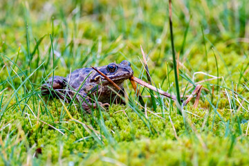 A common frog, Rana temporaria, hiding between the green gras and moss in Ireland
