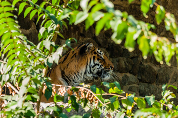 Fototapeta na wymiar Tiger resting in the shade close up