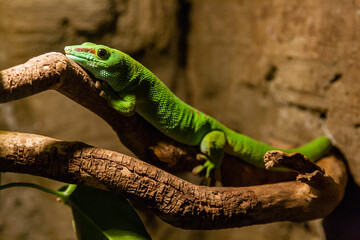 Green gecko lizard sits on a close-up branch