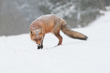 Red fox in the snowy world with freshly fallen snow. 
Photographed in the dunes of the Netherlands.