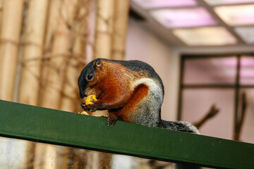 Squirrel eats fruit with a large plan