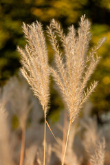 Autumn ears in a close-up field