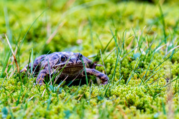 A common frog, Rana temporaria, hiding between the green gras and moss in Ireland