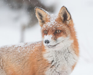 Red fox in the snowy world with freshly fallen snow. 
Photographed in the dunes of the Netherlands.