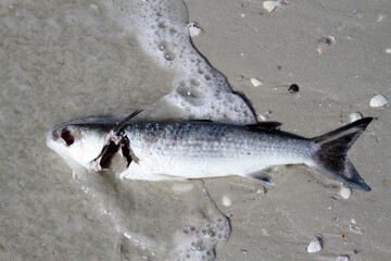 Dead fish on the beach