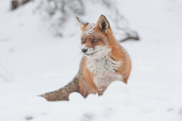 Red fox in the snowy world with freshly fallen snow. 
Photographed in the dunes of the Netherlands.