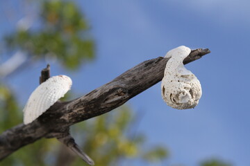 Shells hanging outside on a tree as decoration
