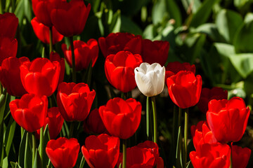 Spring field of colorful tulips