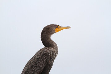 The Neotropic Cormorant, Phalacrocorax brasilianus, is a cormorant found throughout the American tropics and subtropics