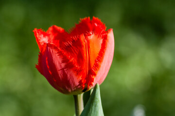 Obraz premium Macro of red tulips on a background of green grass