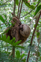Bebé perezoso posa durante caminata en senderos en Costa Rica 