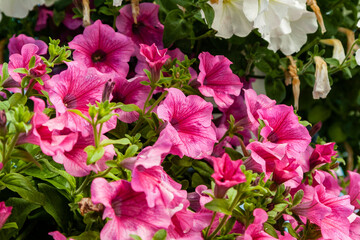 Beautiful petunia flowers with drops of water after a rain