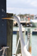 Close-up of egret's head on a pier