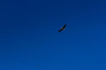 Stork soaring in the blue sky with white clouds