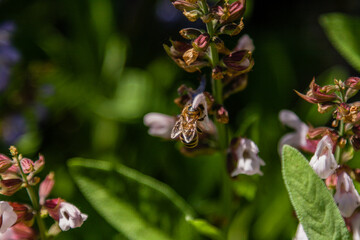 Beautiful flowers on which the bee sits