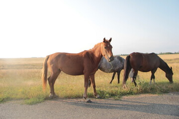 horses in the field