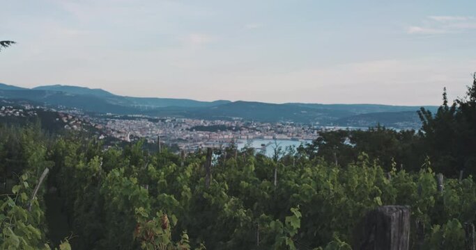 Vineyard view with city as backdrop