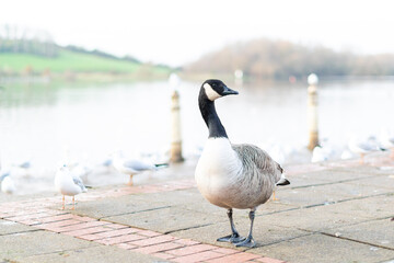 Fototapeta premium Single canada goose walking on a pavement with other birds in background, black gray and white big bird in the town or city looking for food, species from North America spread successfully in the UK.