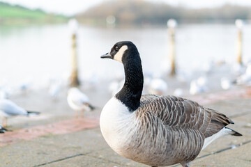 Single canada goose walking on a pavement with other birds in background, black gray and white big bird in the town or city looking for food, species from North America spread successfully in the UK.