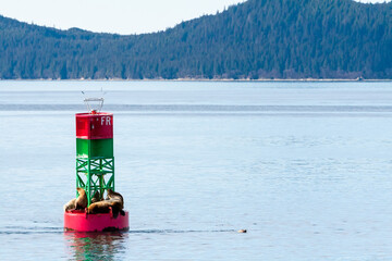 A group of Steller sea lions (Eumetopias jubatus) resting on a navigation buoy off the coast of Alaska © Mary Swift