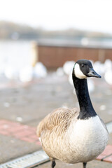 Single canada goose walking on a pavement with other birds in background, black gray and white big bird in the town or city looking for food, species from North America spread successfully in the UK.