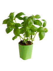 basil herb as potted plant in my kitchen