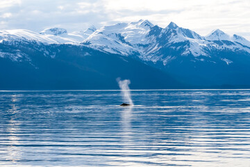 Obraz premium The blow of a Humpback Whale (Megaptera novaeangliae) surfacing off the coast of Alaska with snow-capped mountains in the background