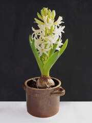 pretty white fragrant flowers of hyacinth close up