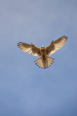 a kestrel hovers directly overhead in a clear blue sky whilst scanningthe ground below for prey