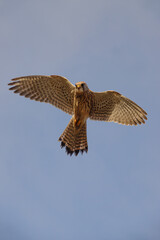 a kestrel hovers directly overhead in a clear blue sky whilst scanningthe ground below for prey