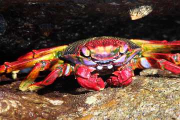rote_Klippenkrabbe