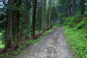 Fototapeta na wymiar path in the mountain forest