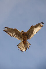a kestrel hovers directly overhead in a clear blue sky whilst scanning the ground below for prey
