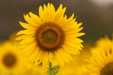 Beautiful sunflower blossom in field