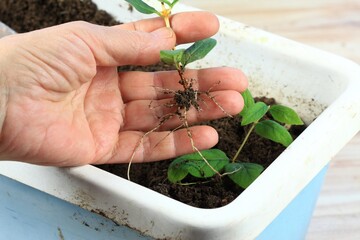 Vegetative reproduction in plants. New plants with roots grown from pieces of a twig. Woman hand...