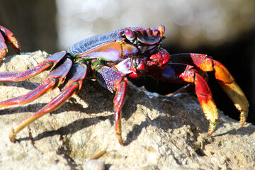 rote_Klippenkrabbe