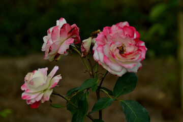 pink rose