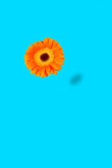An orange gerbera hovers over the blue background.  Vertically image.Flat lay.Spring flowers.