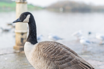 Single canada goose walking on a pavement with other birds in background, black gray and white big bird in the town or city looking for food, species from North America spread successfully in the UK.