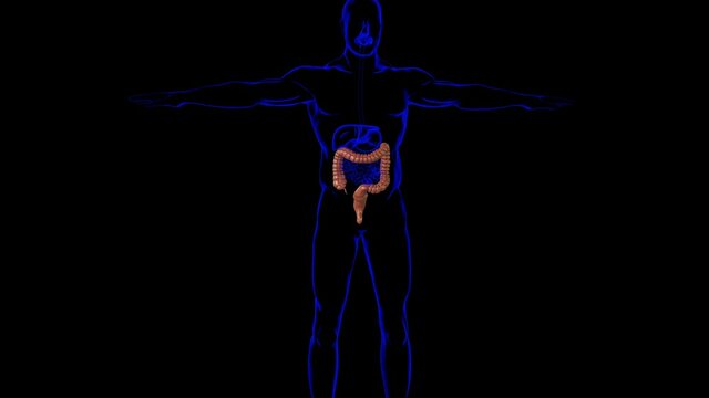 Large Intestine 3D Illustration Human Digestive System Anatomy