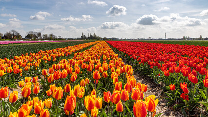 Farbenexplosion in den Niederlanden