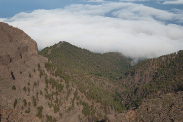 Ravine with a forest of Canary Island pine Pinus canariensis. North of La Palma. Canary Islands. Spain.