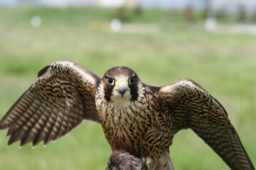 Peregrine Falcon with wings raised 