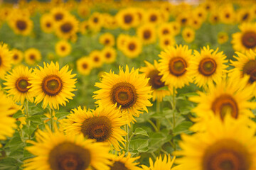 Sunflower field blossom