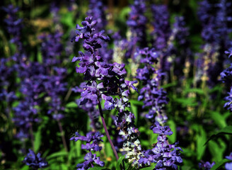 Obraz premium blooming purple fragrant lavender flowers. Growing lavender, swaying in the wind over the sunset sky, harvest, perfume ingredient, aromatherapy. Lavender Field, Perfume Component