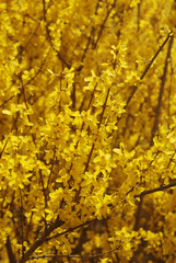 満開のレンギョウ