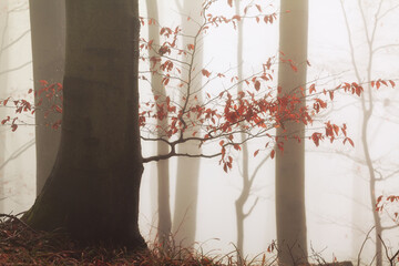 maple tree in the fog