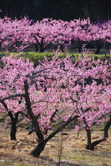 Fototapeta na wymiar 桃畑で満開を迎える桃の花